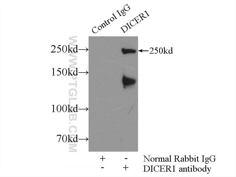 20567-1-AP;Jurkat cells