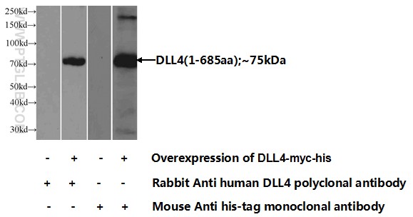 21584-1-AP;Transfected HEK-293 cells