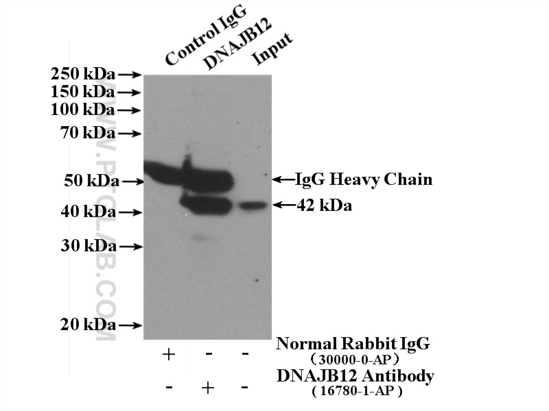 16780-1-AP;mouse brain tissue