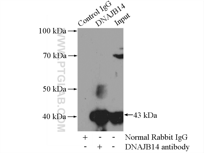 16501-1-AP;Jurkat cells