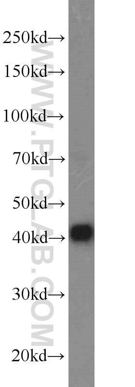 16501-1-AP;Jurkat cells