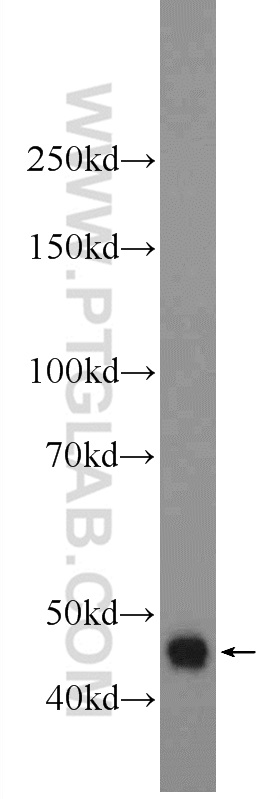 22652-1-AP;Jurkat cells