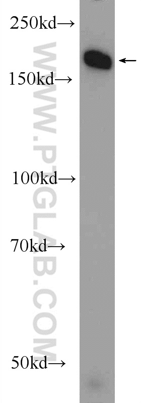 24206-1-AP;HEK-293 cells