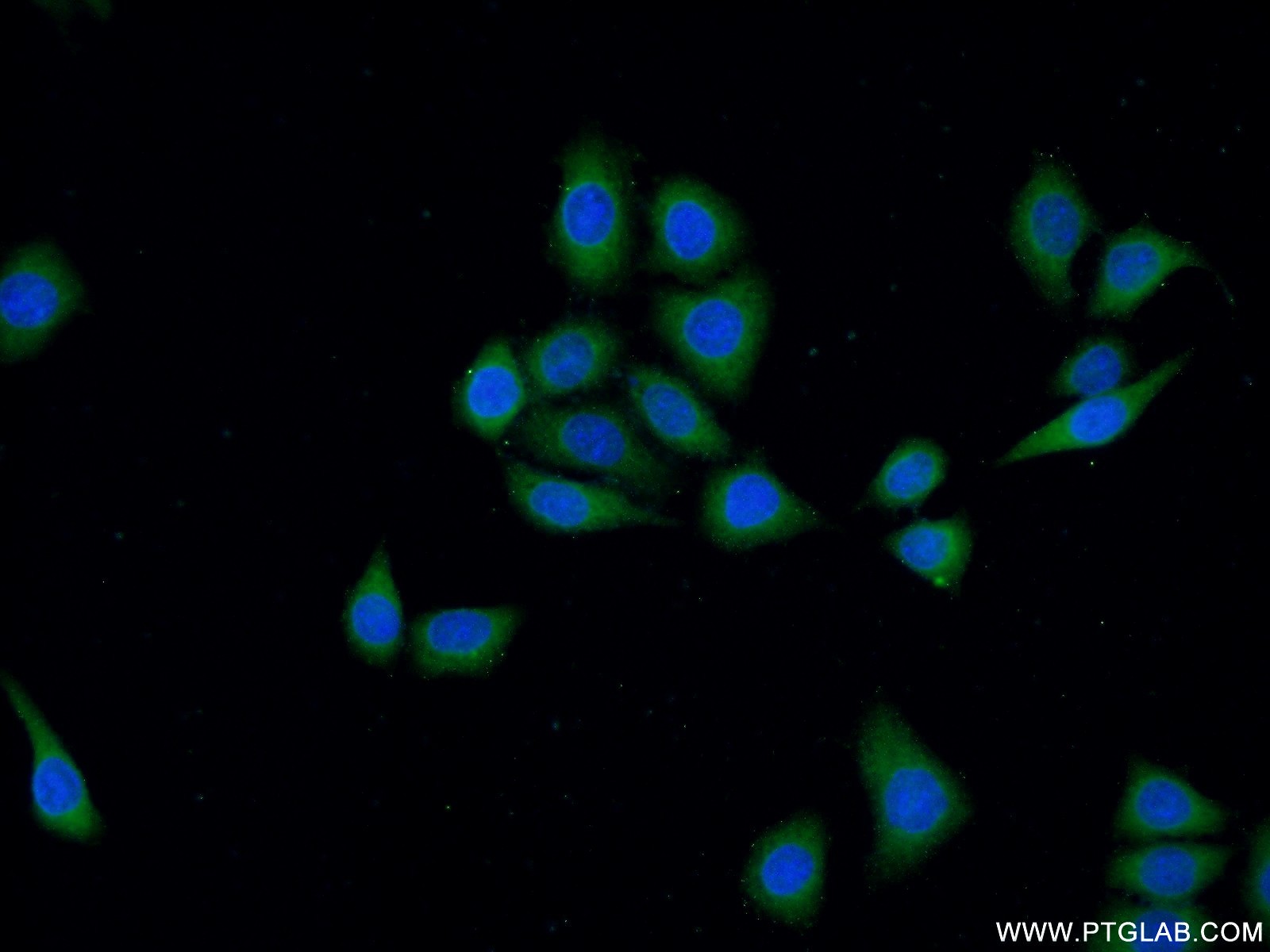 23421-1-AP;HeLa cells