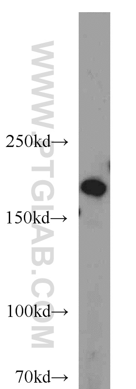 23421-1-AP;HEK-293 cells