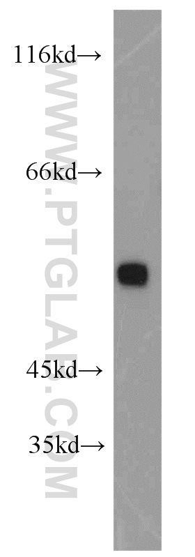 15749-1-AP;Jurkat cell