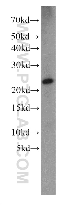 14777-1-AP;rat skin tissue