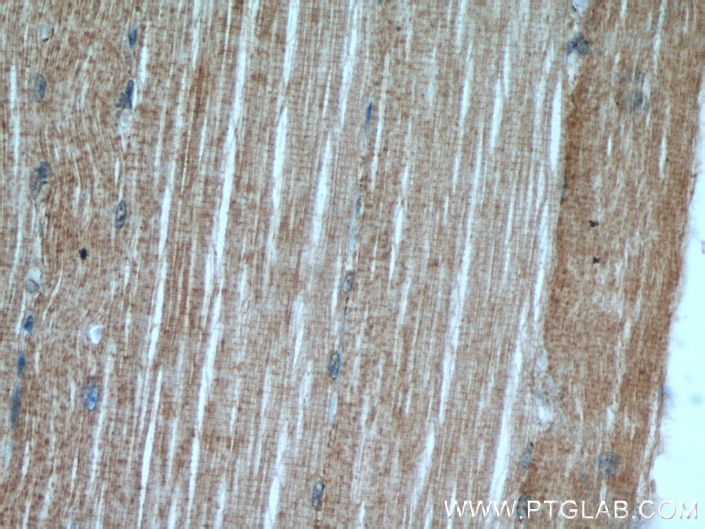 12480-1-AP;human skeletal muscle