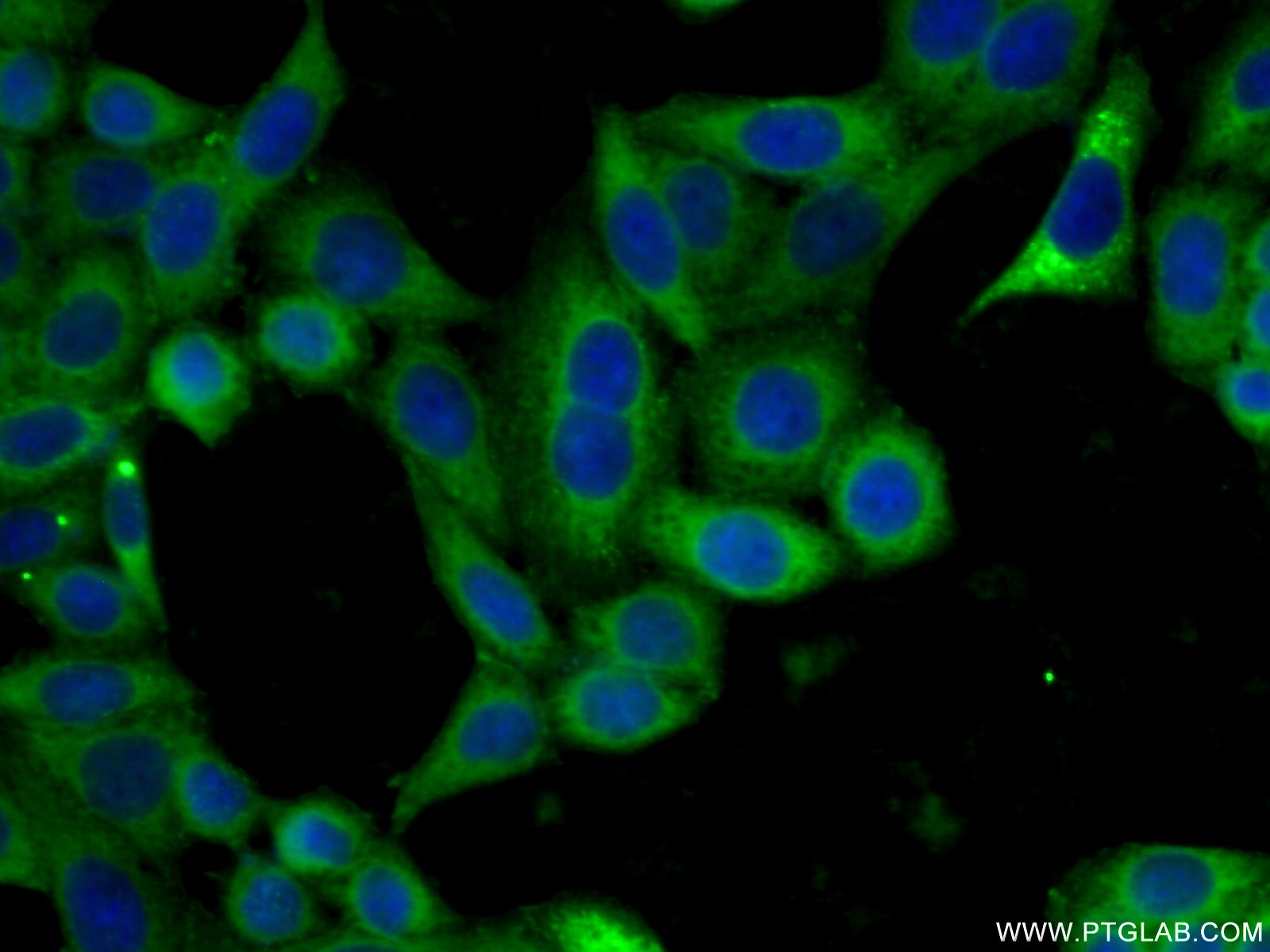 11162-1-AP;HeLa cells