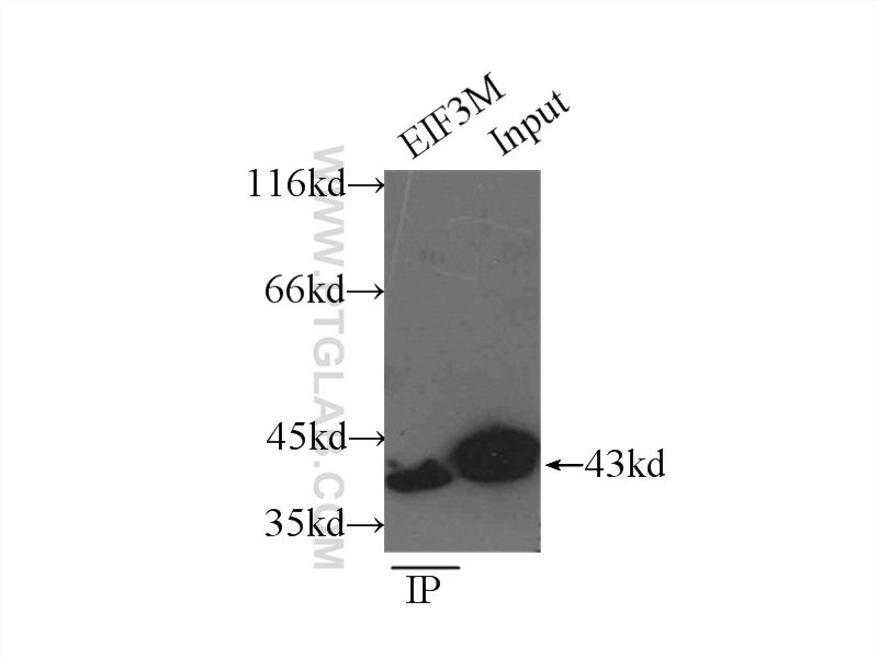 11423-1-AP;HeLa cells