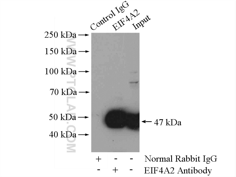 11280-1-AP;Jurkat cells