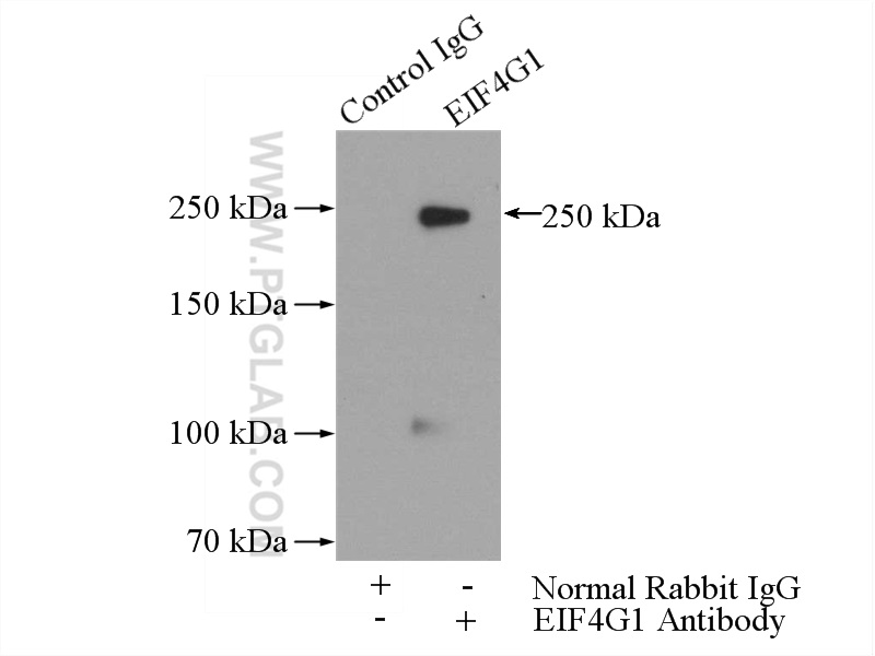 15704-1-AP;HeLa cells