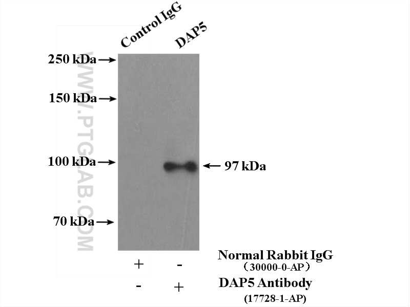 17728-1-AP;MCF-7 cells