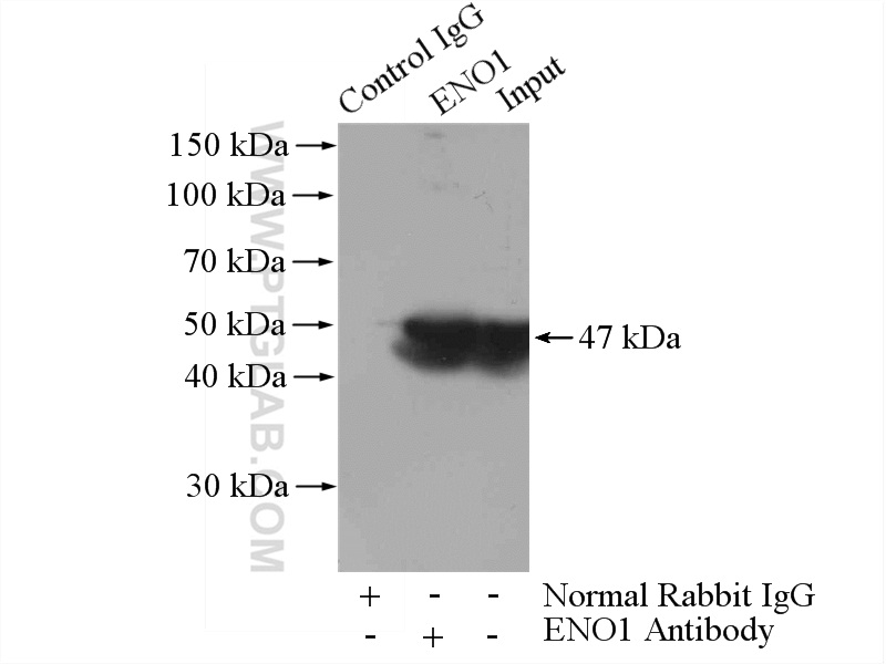 55237-1-AP;mouse brain tissue