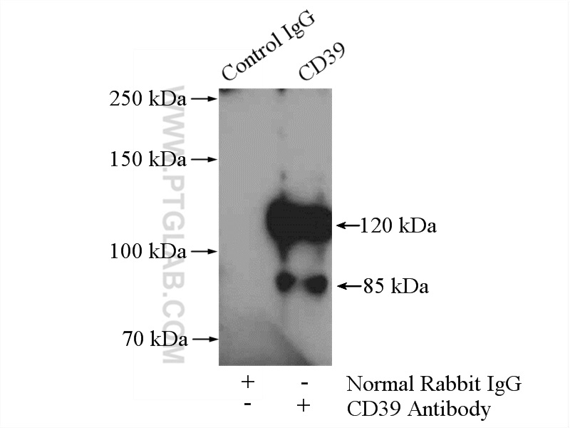 19229-1-AP;mouse liver tissue