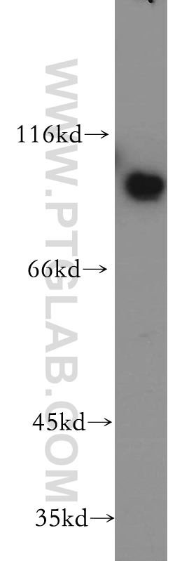 19229-1-AP;Jurkat cells