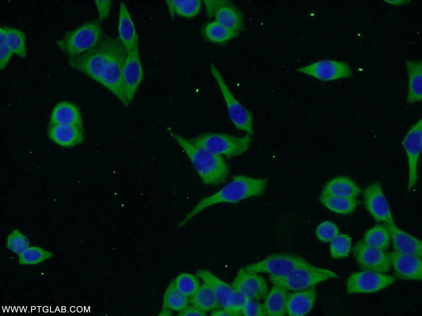 24558-1-AP;HeLa cells