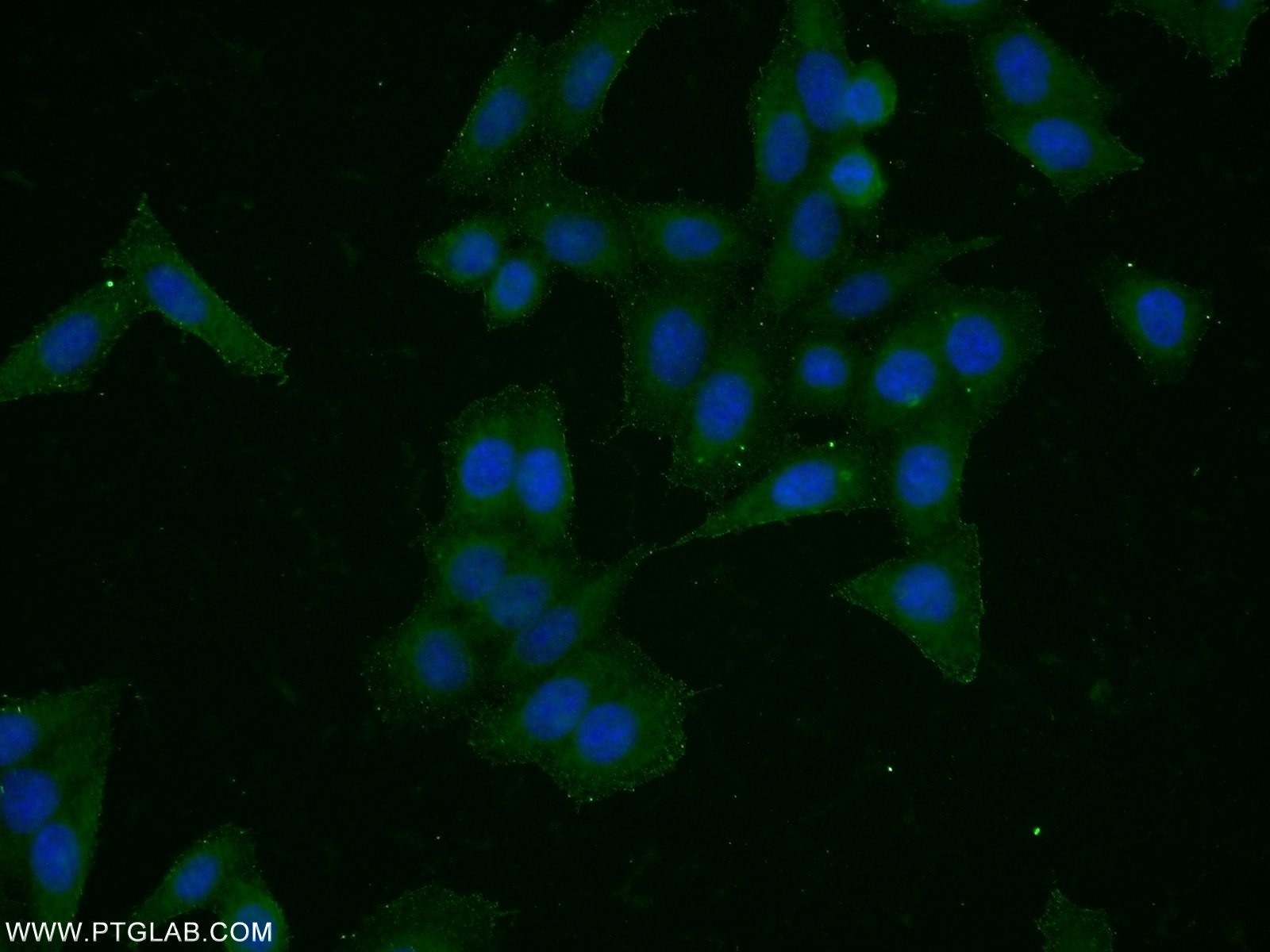 51105-1-AP;HeLa cells