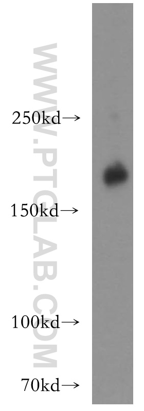 51105-1-AP;HeLa cell