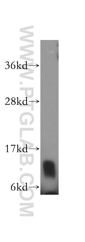 15974-1-AP;mouse testis tissue