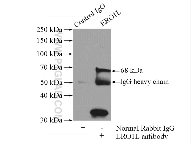 12007-1-AP;L02 cells