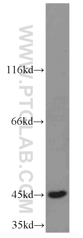 16016-1-AP;K-562 cells