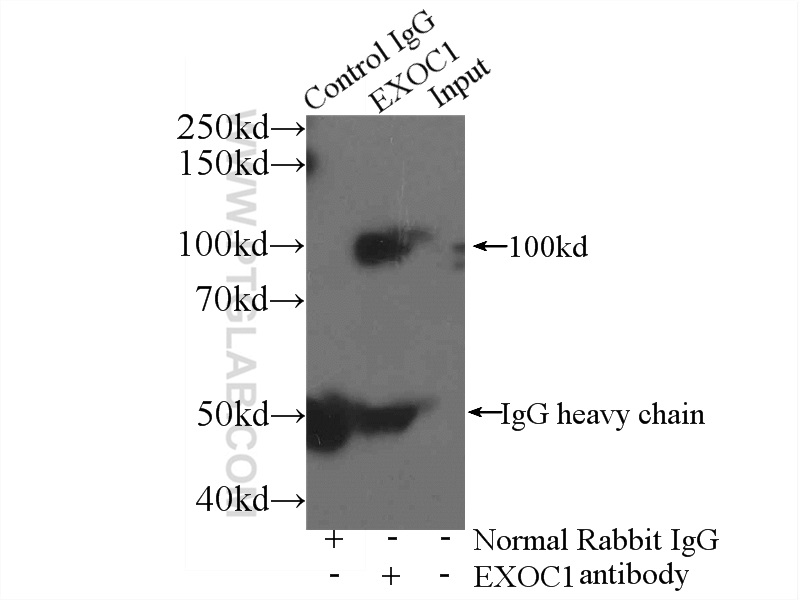 11690-1-AP;mouse brain tissue