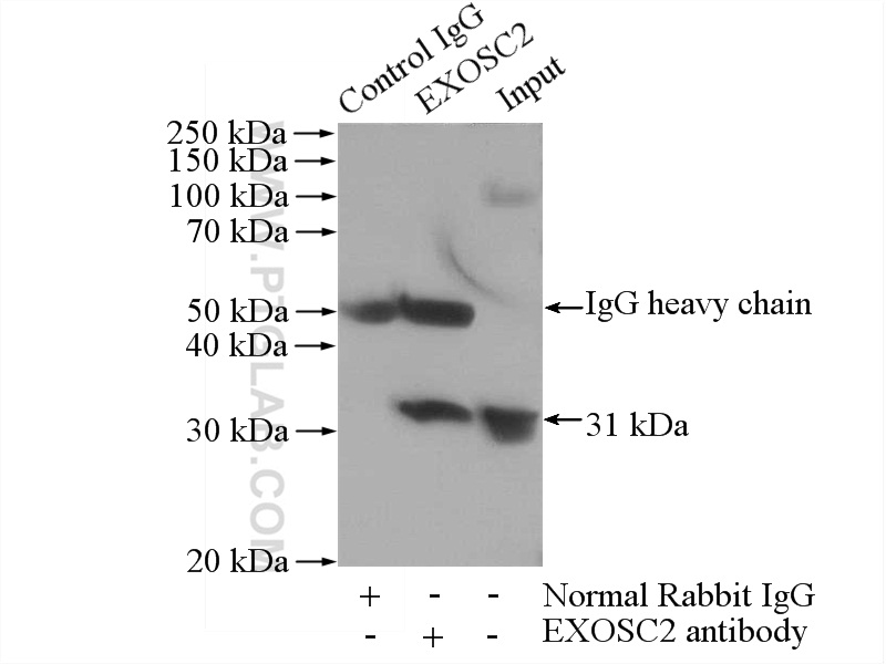 14805-1-AP;HeLa cells