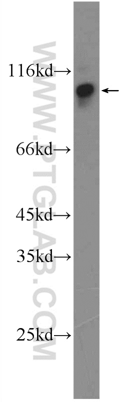 22553-1-AP;NIH/3T3 cells