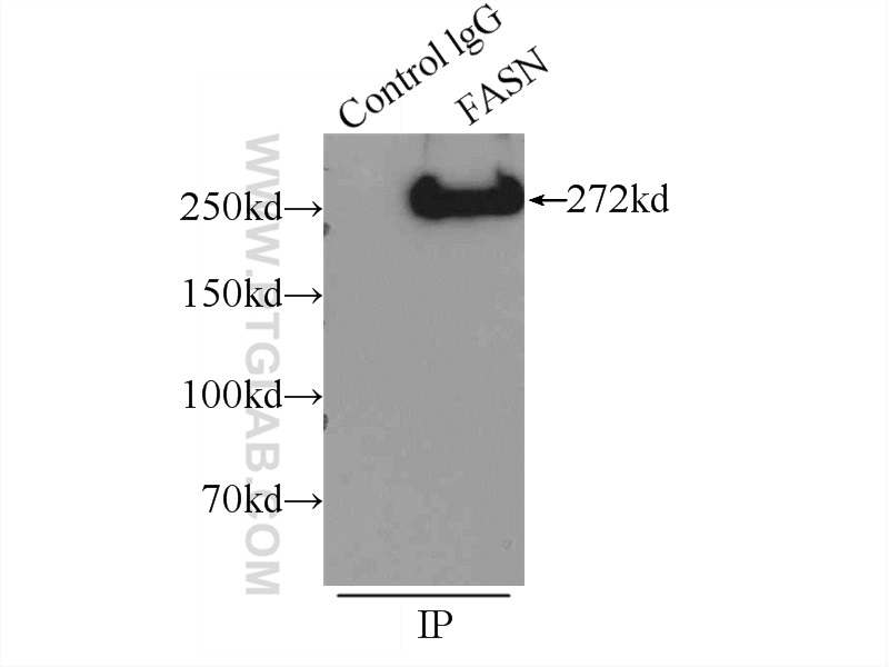 10624-2-AP;mouse liver tissue