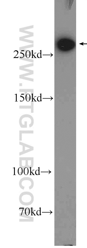 10624-2-AP;rat liver tissue