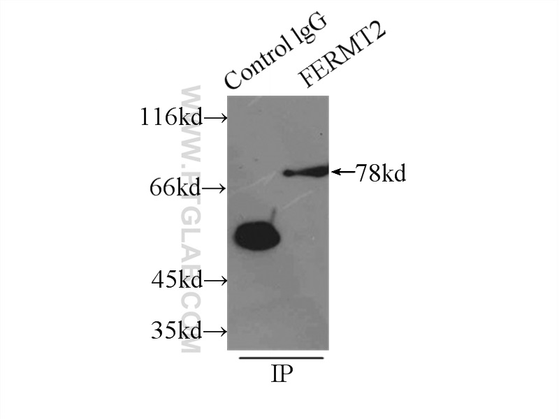 11453-1-AP;A549 cells