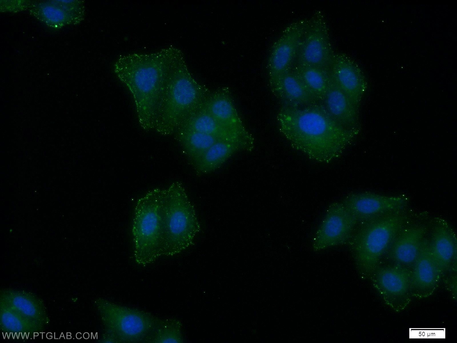 18131-1-AP;HeLa cells