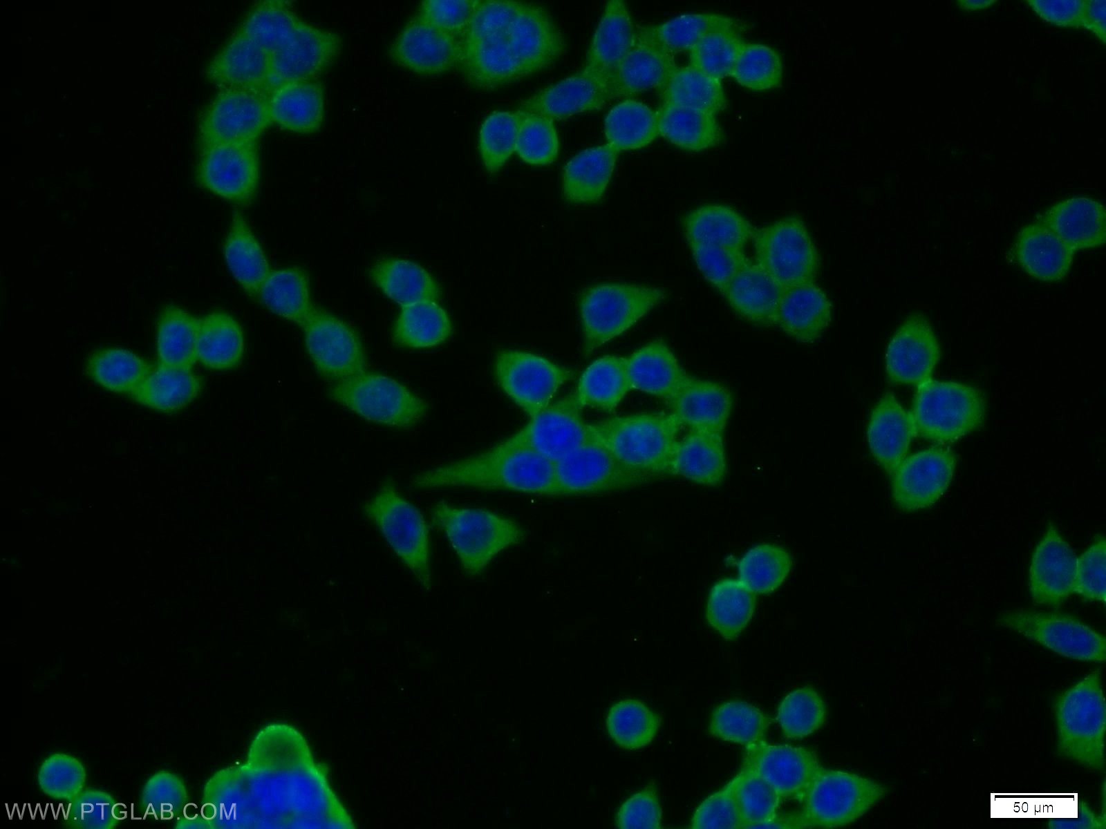 13254-1-AP;BxPC-3 cells