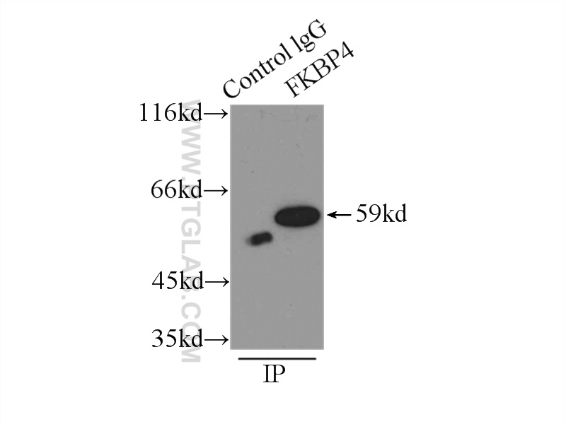 10655-1-AP;HeLa cells