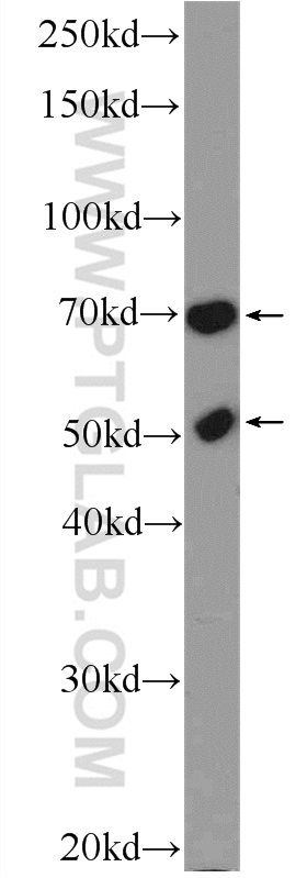 14118-1-AP;K-562 cells