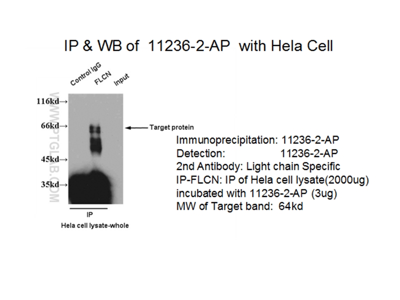 11236-2-AP;HeLa cells