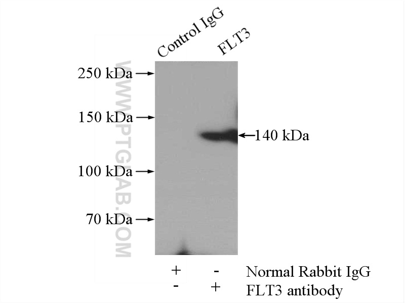 21049-1-AP;mouse brain tissue