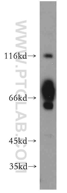 21240-1-AP;L02 cell