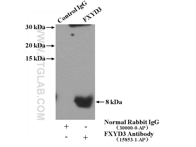 15853-1-AP;COLO 320 cells