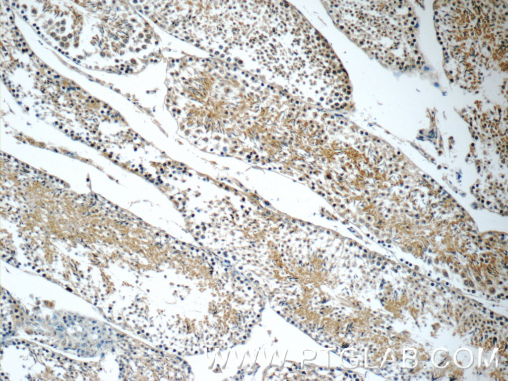 11966-1-AP;mouse testis tissue