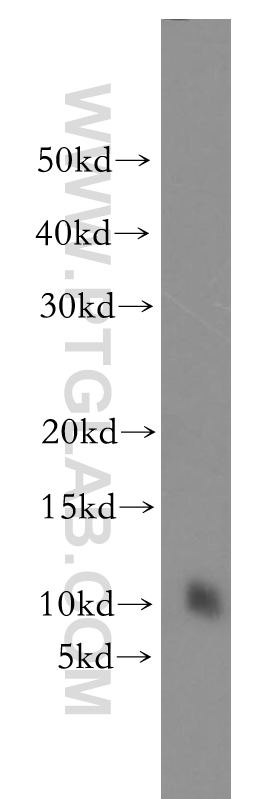 11966-1-AP;HEK-293 cell