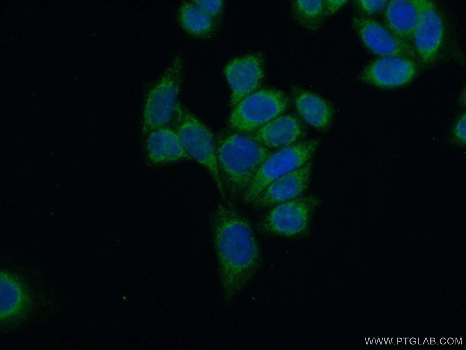 16368-1-AP;HeLa cells