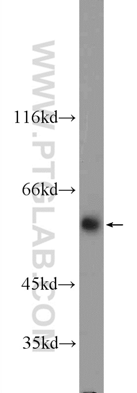 16368-1-AP;NIH/3T3 cells