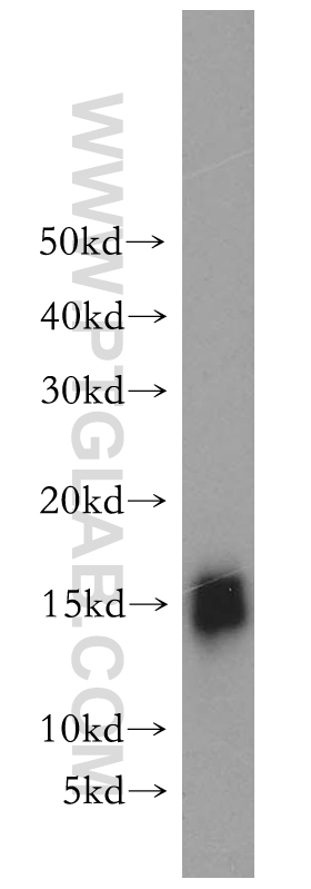 18723-1-AP;human placenta tissue