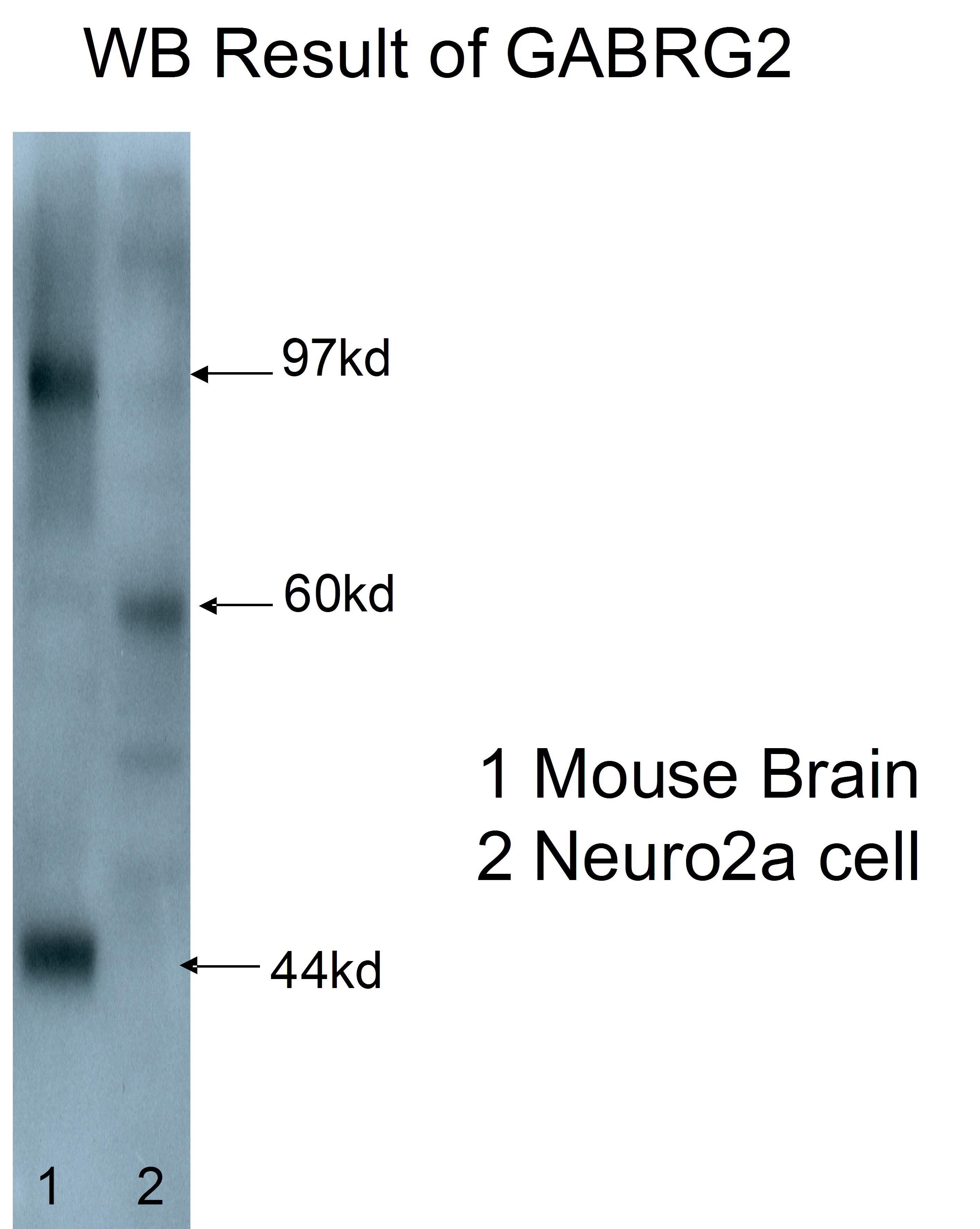 14104-1-AP;mouse brain/Neuro2a cells