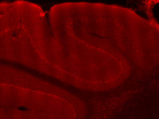 14104-1-AP;mouse cerebellum tissue