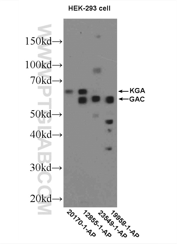 19958-1-AP;HEK-293 cells