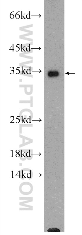 13747-1-AP;PC-13 cells