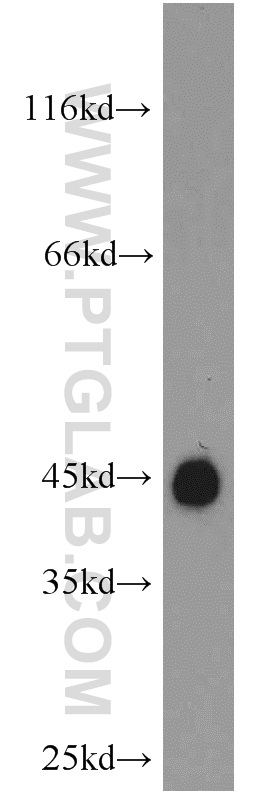 16971-1-AP;mouse brain tissue